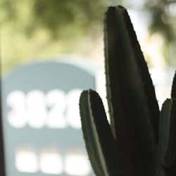 cactus in front of a sign